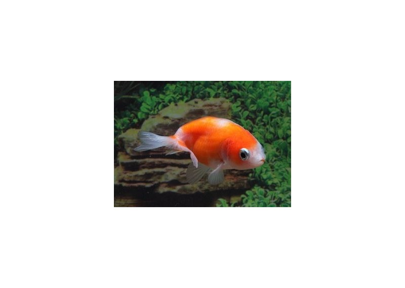 Ranchu rouge et blanc