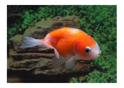 Ranchu rouge et blanc