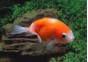 Ranchu rouge et blanc