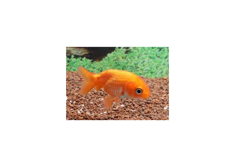 Ranchu rouge