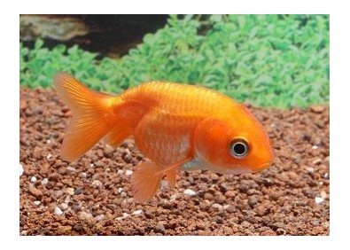 Ranchu rouge