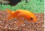 Ranchu rouge