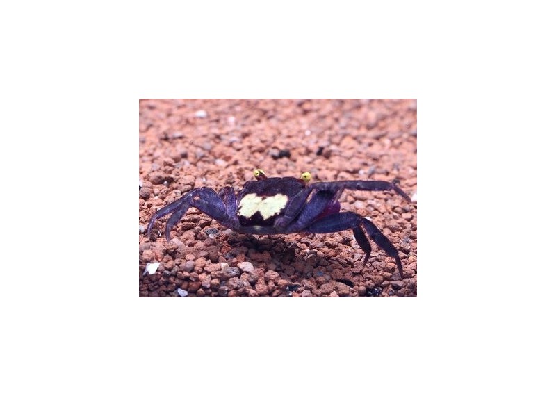 Crabe vampire yellow purple (mâle)