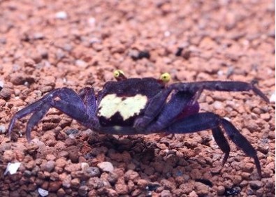 Crabe vampire yellow purple (mâle)