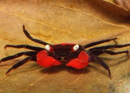 Crabe vampire red devil (mâle)