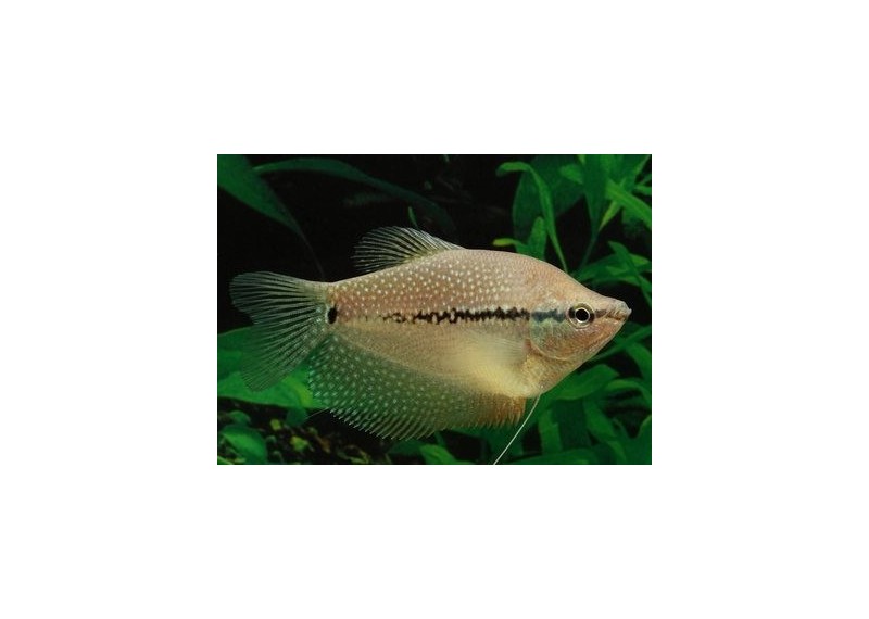 Gourami perlé (mâle)