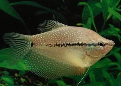 Gourami perlé (mâle)