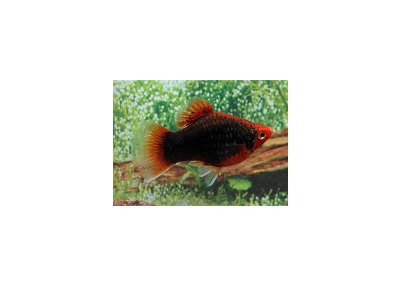 Platy corail noir