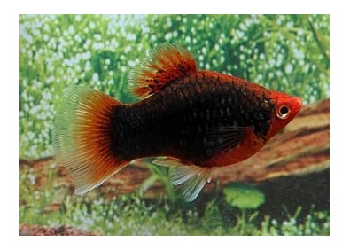 Platy corail noir