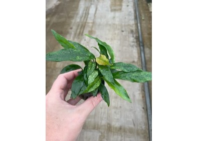 Anubias minima variegata - Pot de 5cm