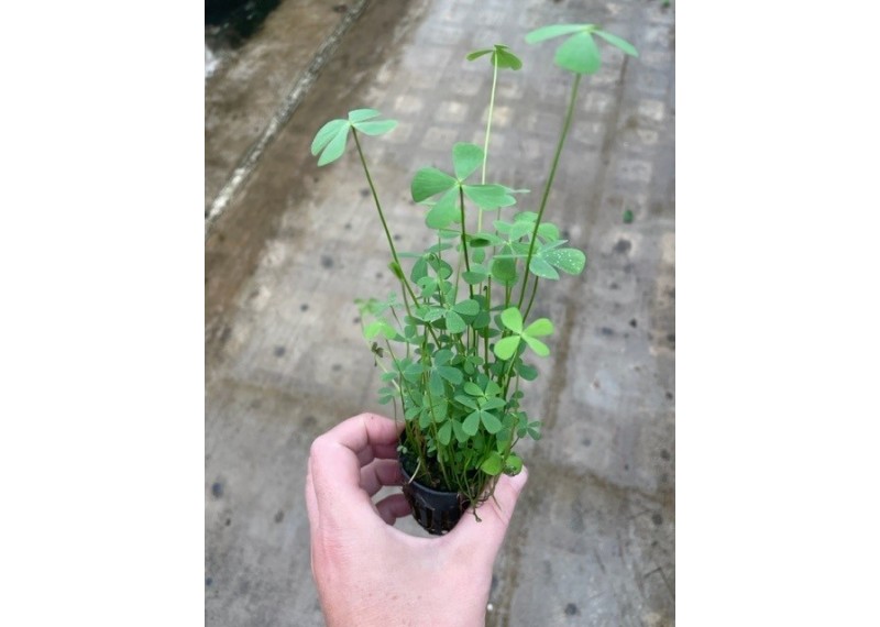 Marsilea hirsuta - Pot de 5cm