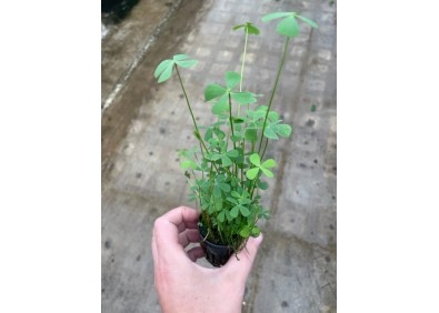 Marsilea hirsuta - Pot de 5cm