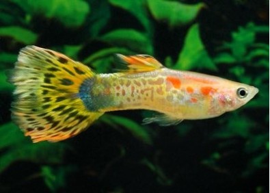 Guppy mâle blond léopard