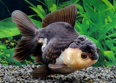 Oranda panda grade A