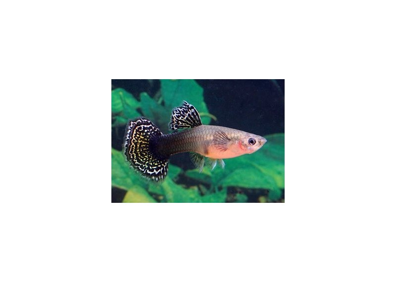 Guppy femelle select éléphant dark mosai