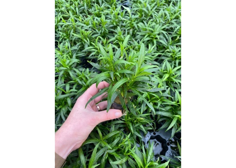 Hygrophila salicifolia narrow leaf - Pot de 5cm