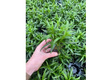 Hygrophila salicifolia narrow leaf - Pot de 5cm