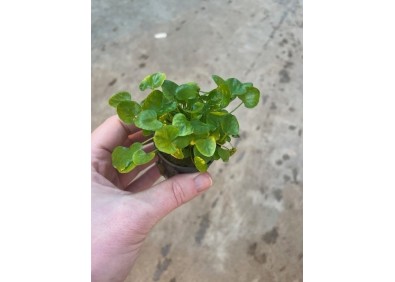 Nymphoides taiwan (flipper) - Pot de 5cm