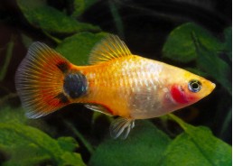 Platy mickey sunset néon