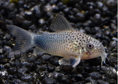 Corydoras similis