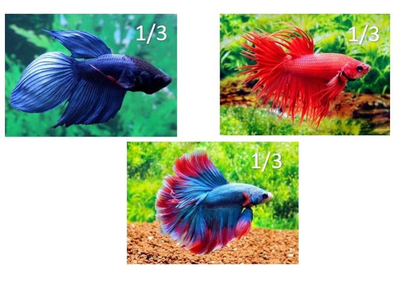 Betta mâle classique-crowntail-halfmoon