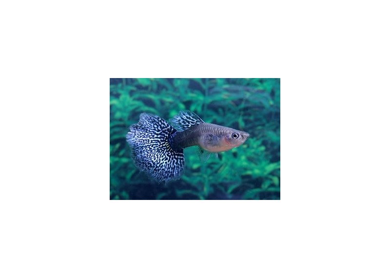 Guppy femelle select éléphant blue mosai