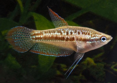 Gourami grogneur nain