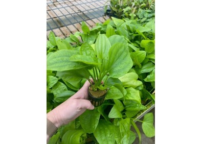 Echinodorus muricatus (grandiflorus) - Pot de 5cm