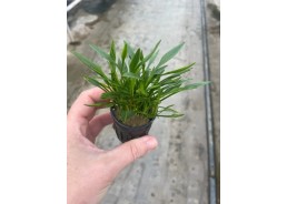 Cryptocoryne parva - Pot de...