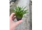 Cryptocoryne parva - Pot de 5cm