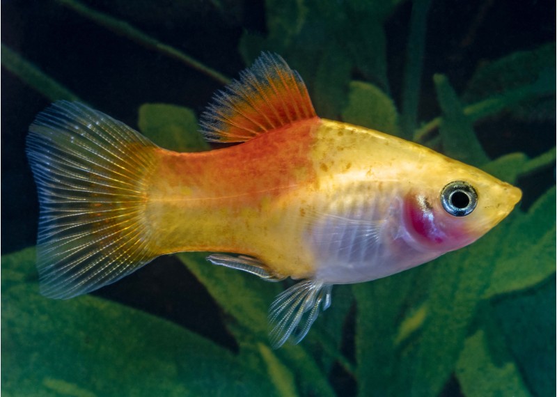 Platy jaune gold