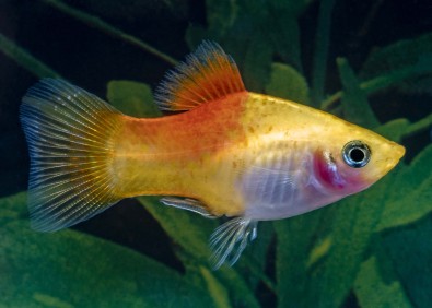 Platy jaune gold