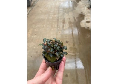 Bucephalandra biblis - Pot de 5cm