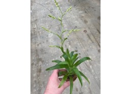 Catopsis (bromelia) - Pot...