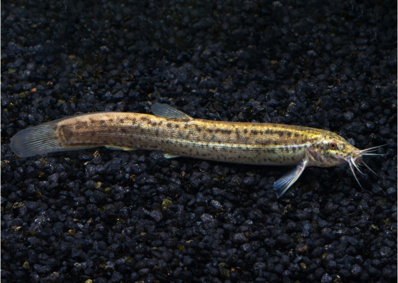 Misgurnus anguillicaudatus