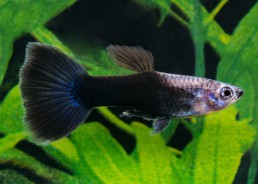 Guppy mâle half dark blue