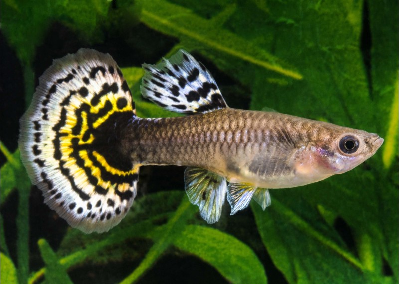 Guppy femelle select éléphant multicolor