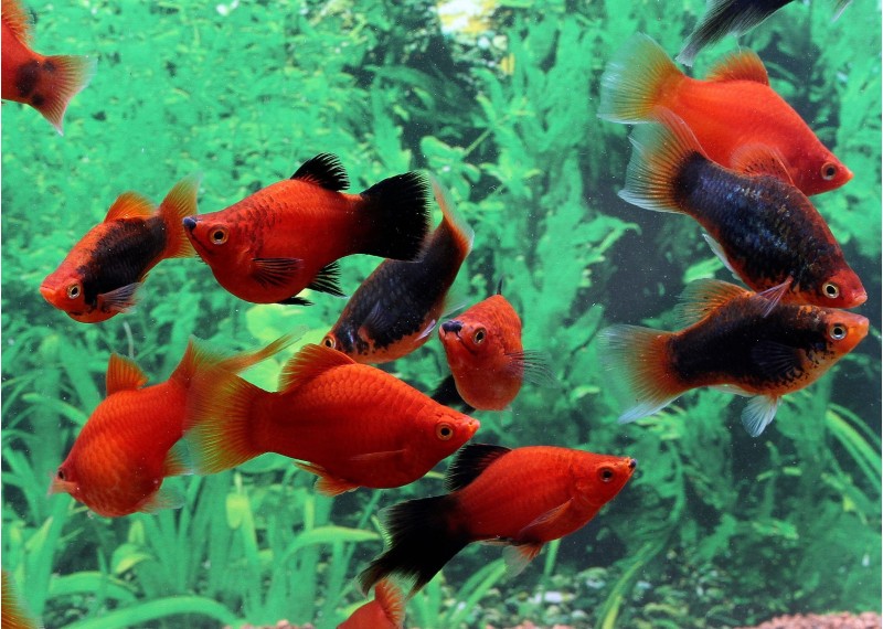 Platy corail assortis