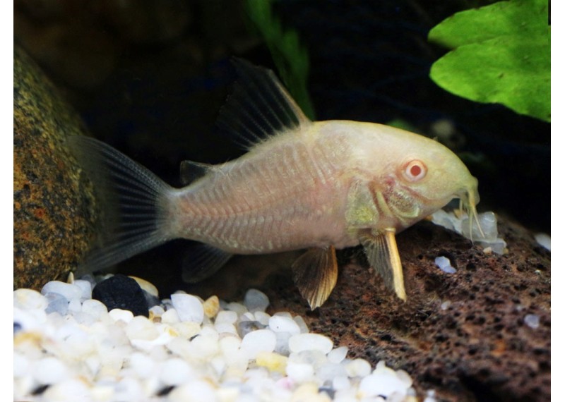 Corydoras sterbai gold