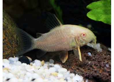 Corydoras sterbai gold