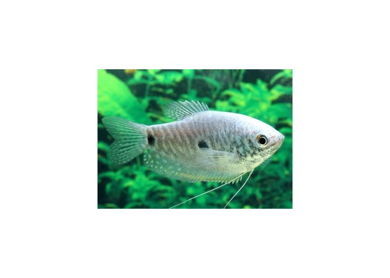 Gourami bleu (mâle)