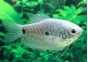 Gourami bleu (mâle)