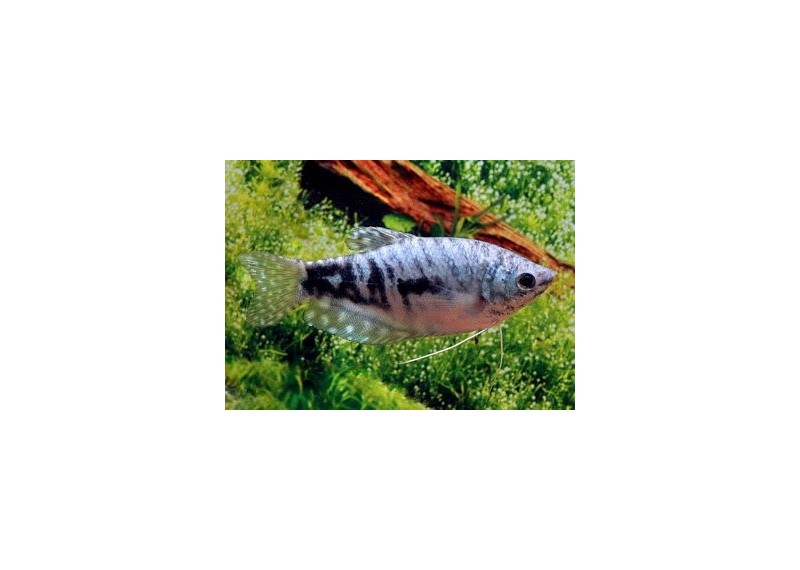 Gourami cosby (mâle)