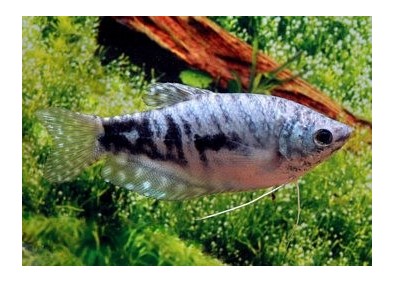 Gourami cosby (mâle)