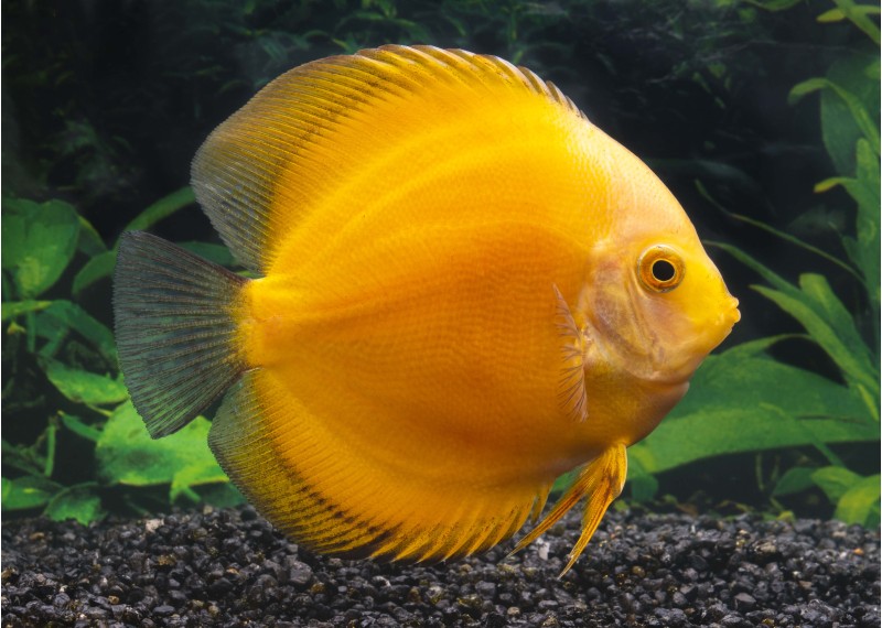 Discus yellow melon