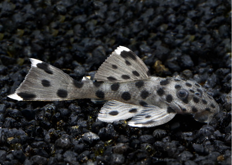 Pleco Sultan L264