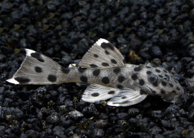 Pleco Sultan L264