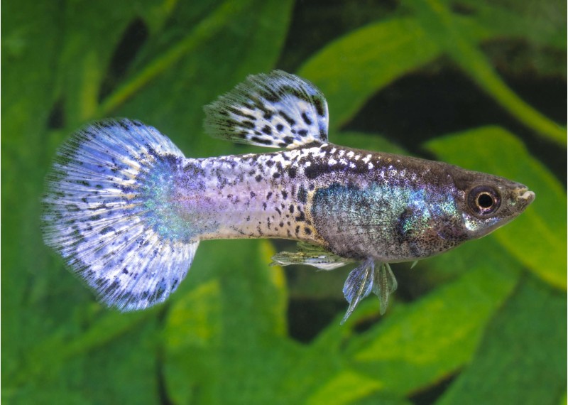 Guppy mâle select purple rain