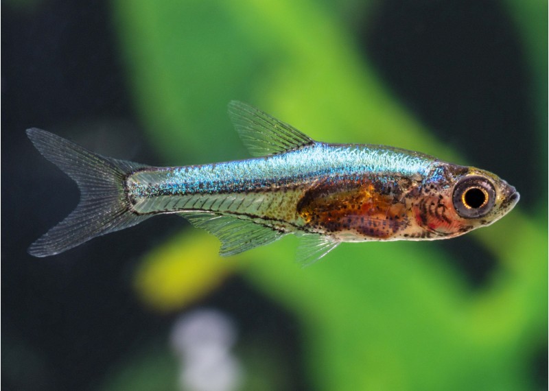 Rasbora axelrodi bleu