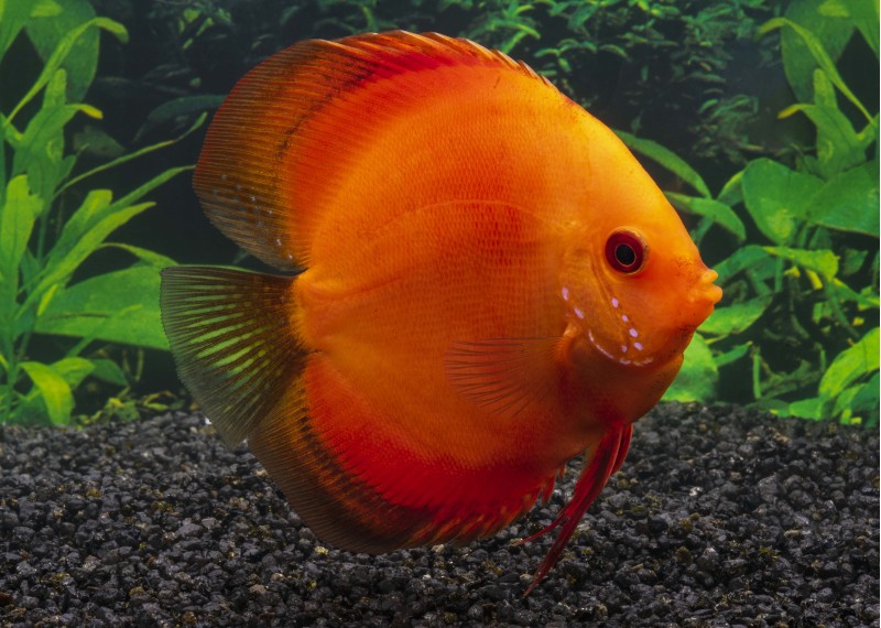 Discus red melon